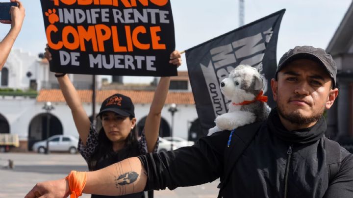 Cámara de Diputados aprueba reforma constitucional para protección animal en México