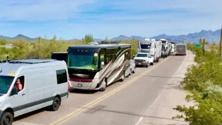 ‘Pájaros de la nieve’ regresan a San Carlos y Miramar; después de varios años por inseguridad