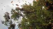 Foto ilustrativa de la nota titulada La mariposa Monarca regresa a los bosques de México tras odisea desde Canadá