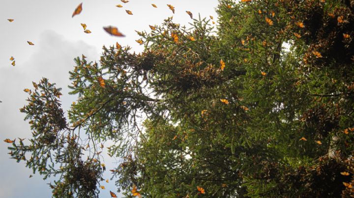 La mariposa Monarca regresa a los bosques de México tras odisea desde Canadá