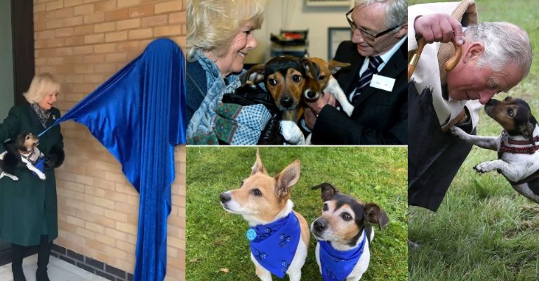 Reina Camilla Parker enfrenta dolora perdida tras problemas de salud y cáncer de Rey Carlos III