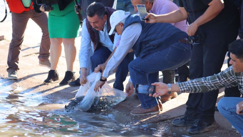 Ciudad Obregón: Siembran 300 carpas y tres mil tilapias en la Laguna del Náinari