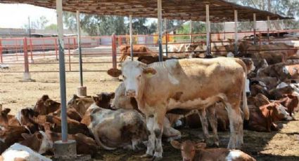 Cierre de frontera por gusano barrenador afecta a ganaderos del sur de Sonora