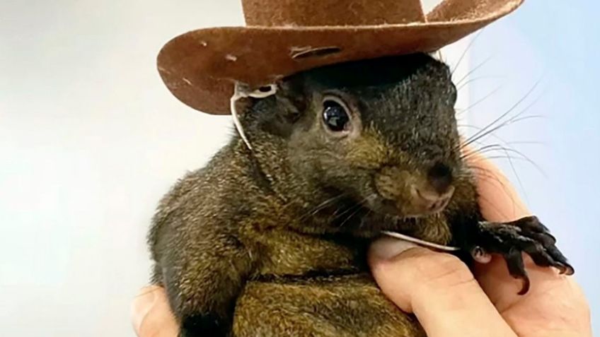 Tragedia en Internet: Sacrifican a la ardilla 'Peanut' bajo quejas y sospecha de rabia