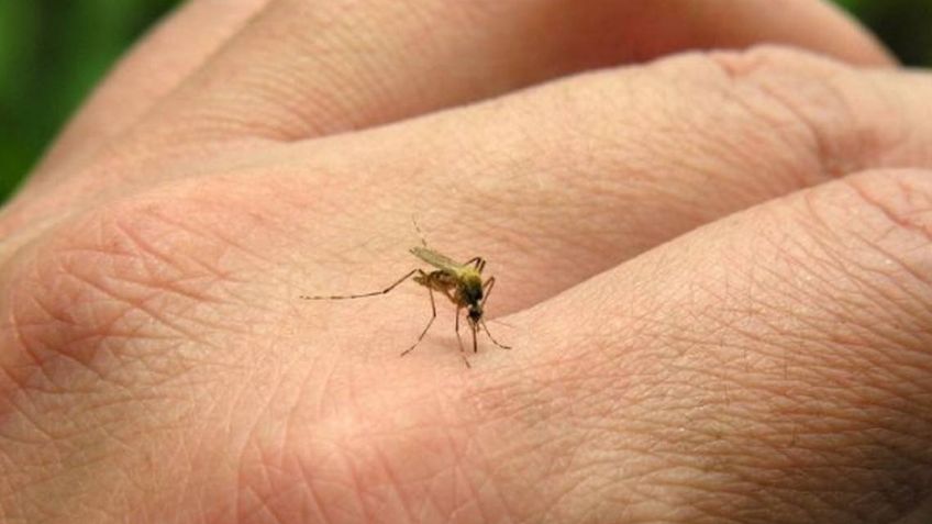 Casos de dengue en Navojoa aumentan un 58% durante noviembre