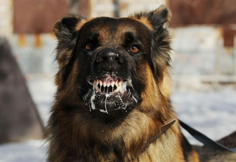 Mujer es devorada por sus perros