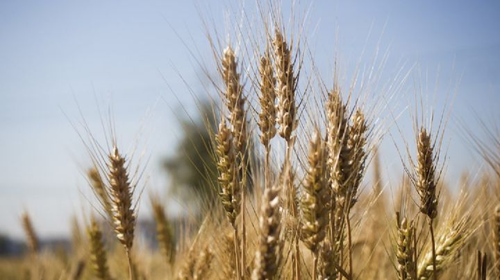 Proyecto piloto de siembra de cebada maltera da inicio en el Valle del Yaqui