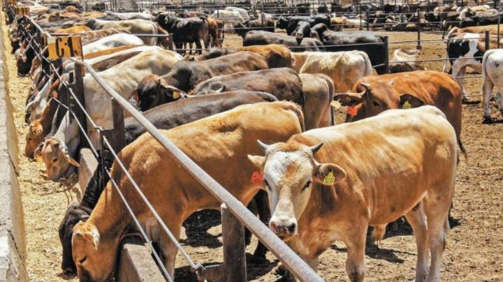 México y EU reanudan exportaciones de ganado; Célida López pide paciencia al sector