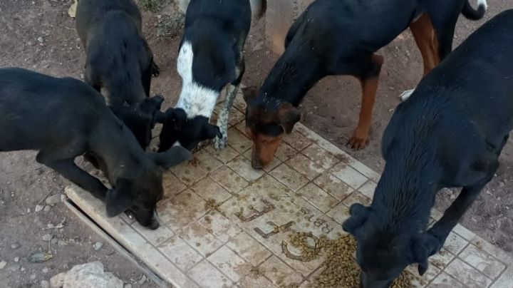 ‘Pancitas Llenas’ emite recomendaciones para evitar pérdida de mascotas por fuertes estallidos