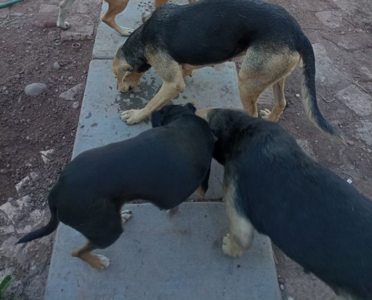 ‘Pancitas Llenas’ emite recomendaciones para evitar pérdida de mascotas por fuertes estallidos