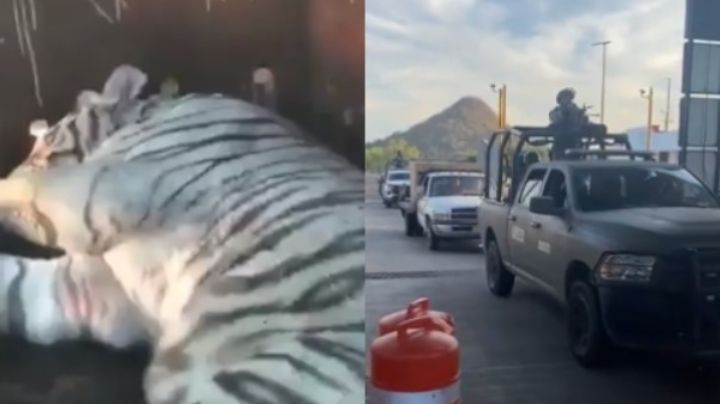 Rescatan animal exótico, drogas y armas en un inmueble de Culiacán, Sinaloa