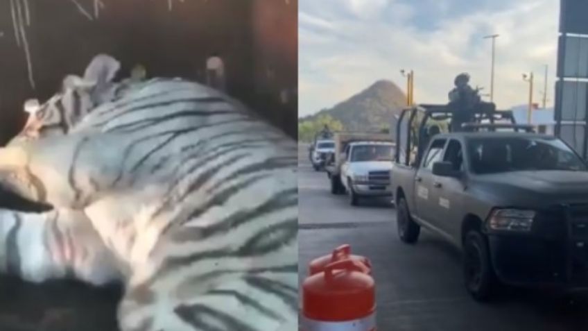 Rescatan animal exótico, drogas y armas en un inmueble de Culiacán, Sinaloa