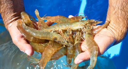 Importación ilegal de camarón ‘golpea’ al sector acuícola