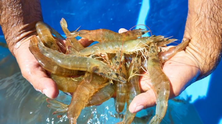 Importación ilegal de camarón ‘golpea’ al sector acuícola