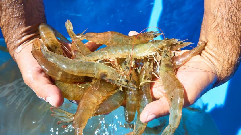 Importación ilegal de camarón ‘golpea’ al sector acuícola