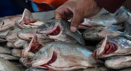 Cuaresma: Señales a las que debes prestar atención al comprar pescado en el mercado