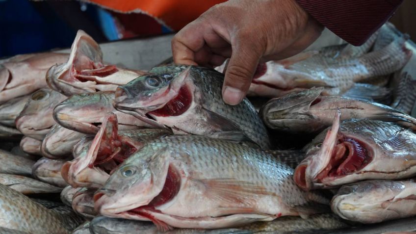 Cuaresma: Señales a las que debes prestar atención al comprar pescado en el mercado
