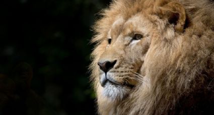 Polémica en la India: Piden cambiar el nombre de una leona por fuertes razones religiosas