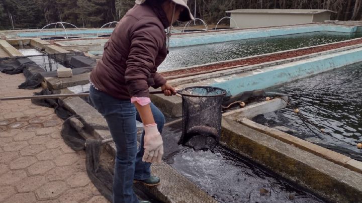Productores mexiquenses esperan ganancias millonarias por temporada de Cuaresma