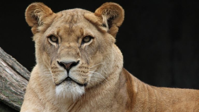 Polémica en la India: Piden cambiar el nombre de una leona por fuertes razones religiosas