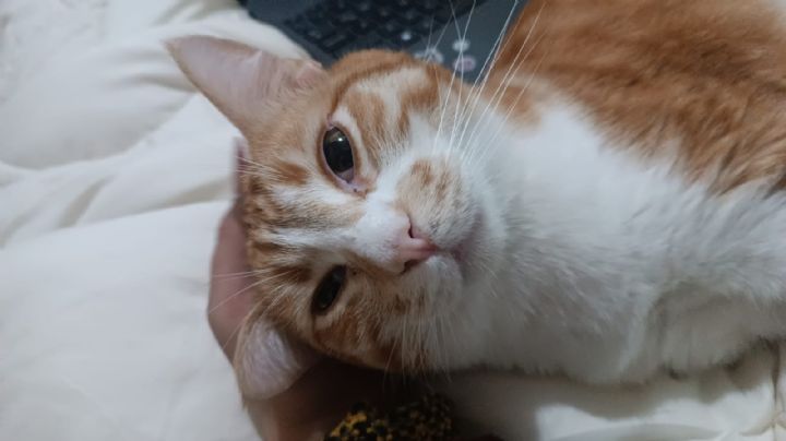 Día Internacional del Gato ¿Por qué se celebra el 20 de febrero? Origen de la fecha