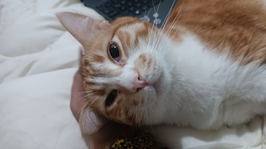 Día Internacional del Gato ¿Por qué se celebra el 20 de febrero? Origen de la fecha