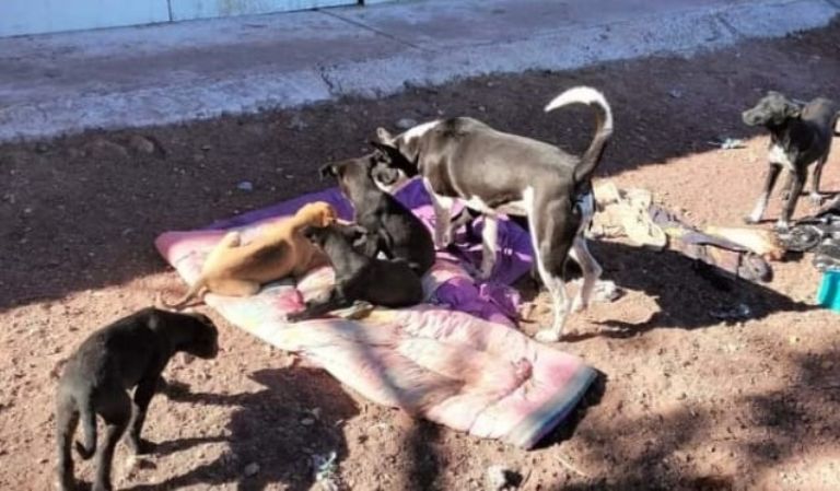 Refugio animal en Guaymas pide apoyo a la ciudadanía. Foto: Cortesía