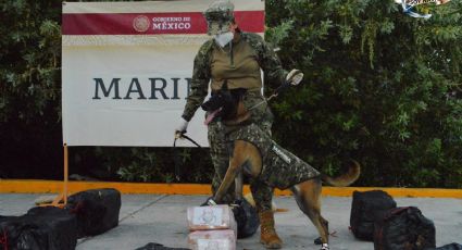 Semar asegura más de 600 Kilogramos de cocaína en Oaxaca; estos son los detalles