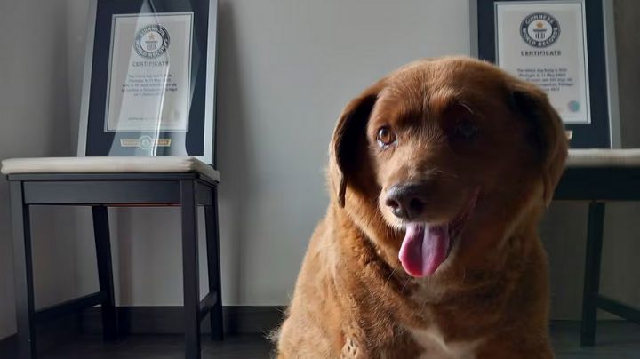 ‘Bobi’ pierde el récord Guinness del ‘perro más viejo’ por falta de pruebas sobre su edad