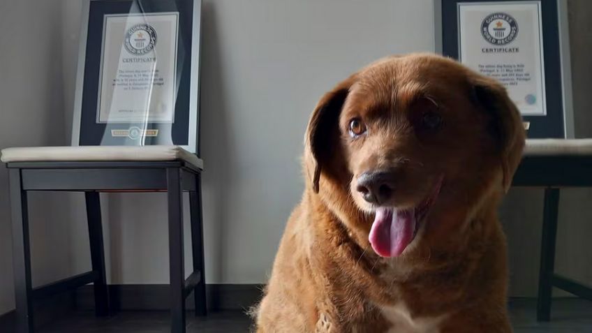 ‘Bobi’ pierde el récord Guinness del ‘perro más viejo’ por falta de pruebas sobre su edad