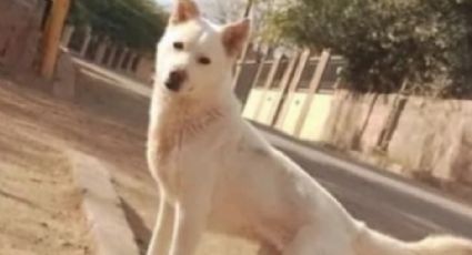Crueldad animal: Piden justicia para Palomo, 'lomito' atropellado en Magdalena de Kino
