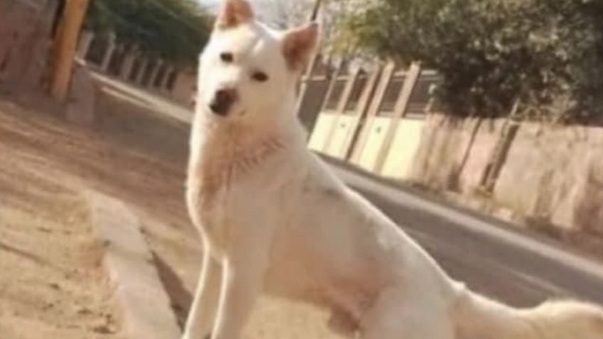 Crueldad animal: Piden justicia para Palomo, 'lomito' atropellado en Magdalena de Kino