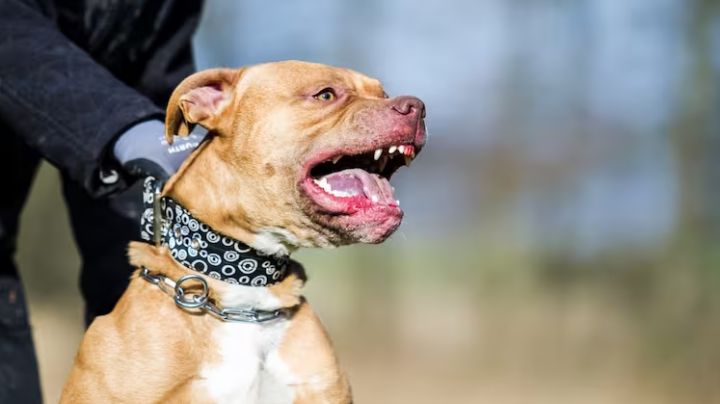 Anciana mordida por varios pitbulls en Puebla; el feroz ataque la dejó grave