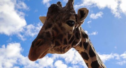 Pancho, la jirafa más longeva del Centro Ecológico de Sonora, muere a los 27 años