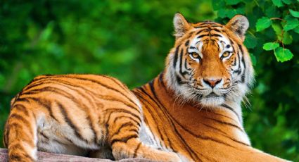 Descubrimiento perturbador en Valle de Bravo: Encuentran cuerpo decapitado de un tigre