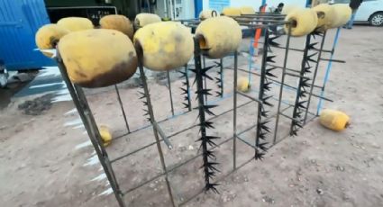 Pescadores de Guaymas construyen jaulas anti tiburones para trabajar y evitar tragedias