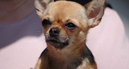 FOTOS: Perrito se viraliza tras resguardar el cuerpo de su dueño; fue ejecutado en Tijuana