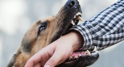 Sobrepoblación de perros callejeros, un riesgo para la salud pública en Navojoa