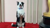 ¿Quién es ‘Messi’, el perro que ha causado sensación en esta edición de Los Oscar 2024?