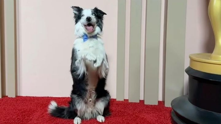 ¿Quién es ‘Messi’, el perro que ha causado sensación en esta edición de Los Oscar 2024?