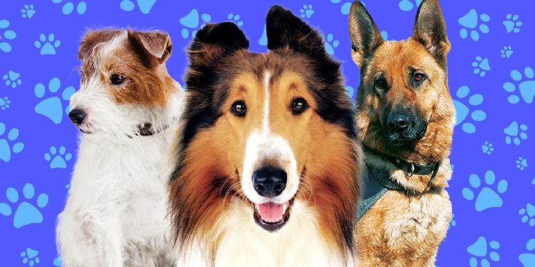 La noche de las estrellas: El perrito Messi de 'Anatomía de una Caída' es visto en los Premios Oscar