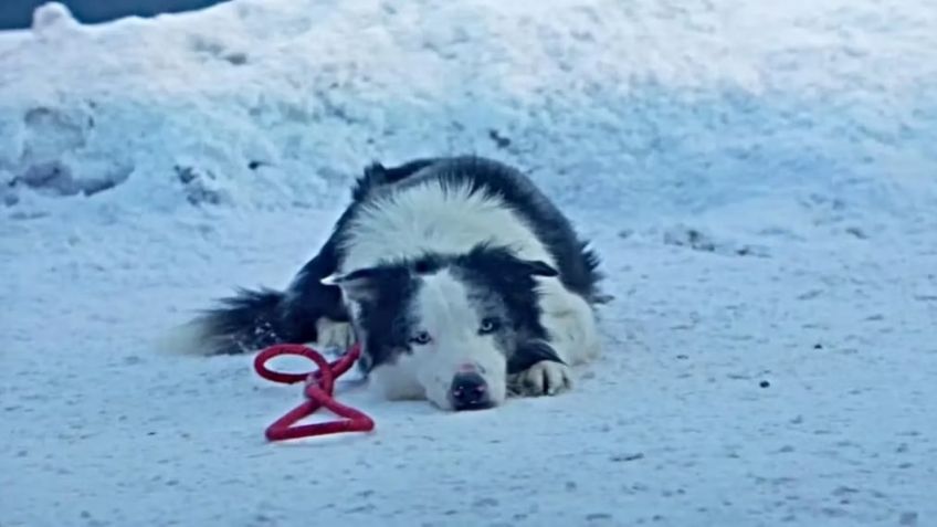 La noche de las estrellas: El perrito Messi de 'Anatomía de una Caída' es visto en los Oscar
