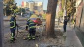 Árbol de 18 metros cae en Iztapalapa, CDMX, y afecta cableado de luz y teléfono