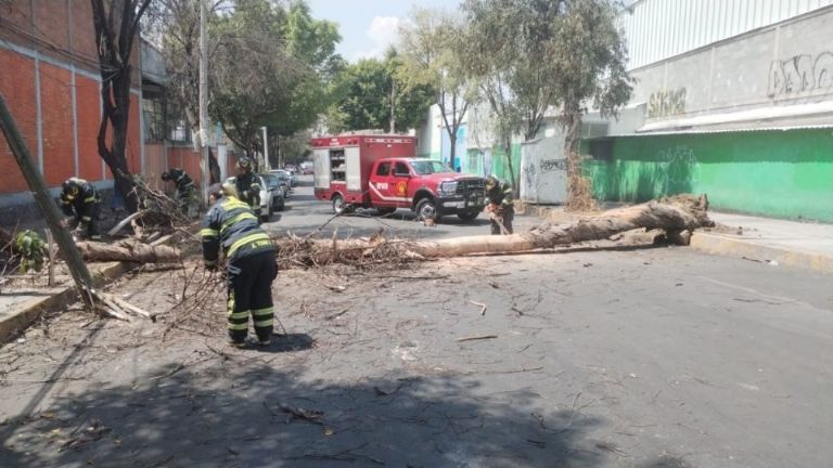 Árbol de 18 metros cae en Iztapalapa, CDMX, y afecta cableado de luz y teléfono