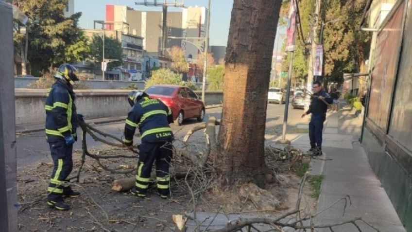 Árbol de 18 metros cae en Iztapalapa, CDMX, y afecta cableado de luz y teléfono