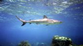 Foto ilustrativa de la nota titulada Huatabampo: Alertan sobre la presencia de tiburones en la playa de Las Bocas