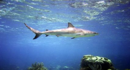 Huatabampo: Alertan sobre la presencia de tiburones en la playa de Las Bocas