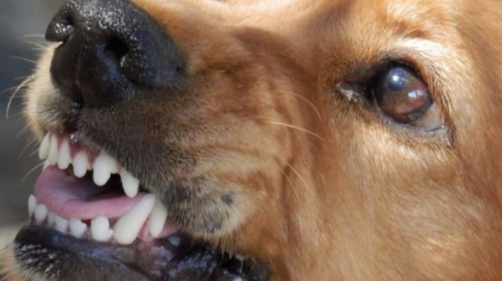 Propietario de perro balea a un hombre por golpear al can que intentó morderlo