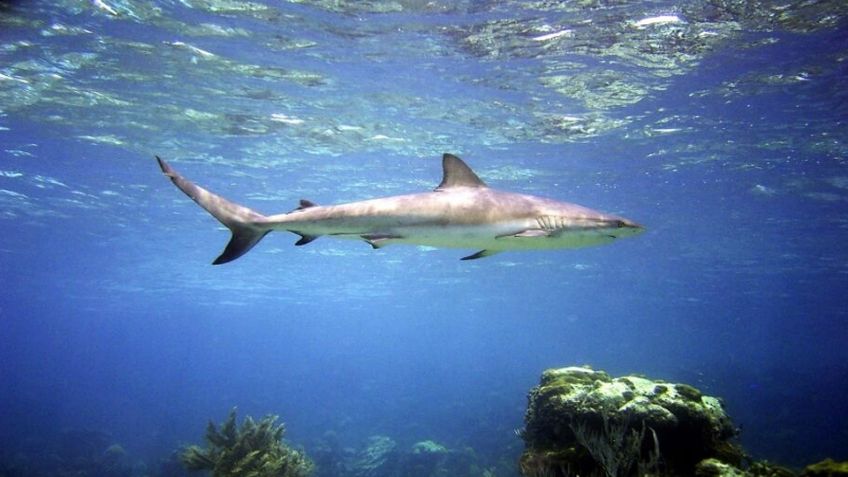 Huatabampo: Alertan sobre la presencia de tiburones en la playa de Las Bocas