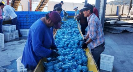Inicia bien temporada de aguamala en Guaymas; solo arrancaron 25% de embarcaciones